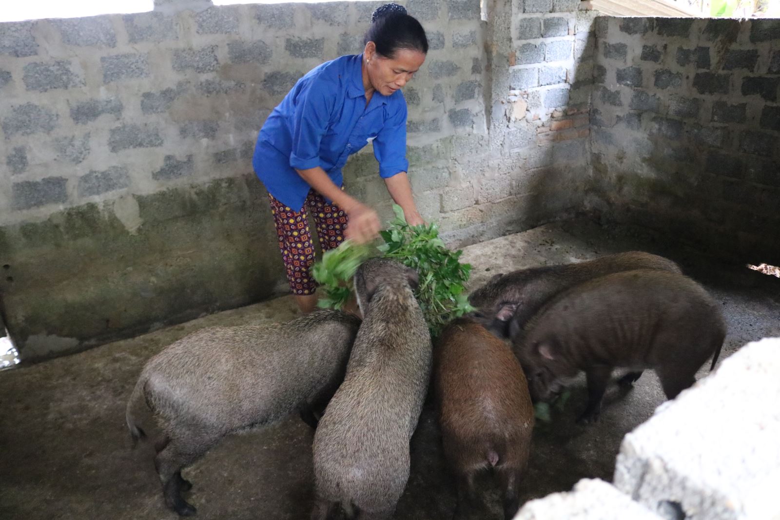 Phân tích những thuận lợi và khó khăn khi nuôi lợn rừng