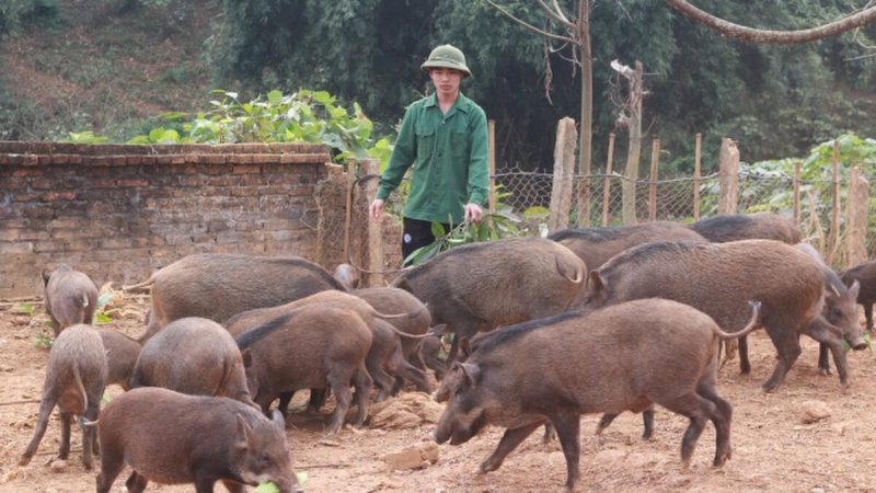 Tìm hiểu nuôi lợn rừng cho ăn gì và cách cho ăn như thế nào?