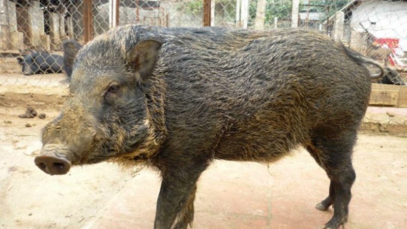 Tìm hiểu phương pháp nuôi lợn rừng lớn nhanh, ít bệnh tật